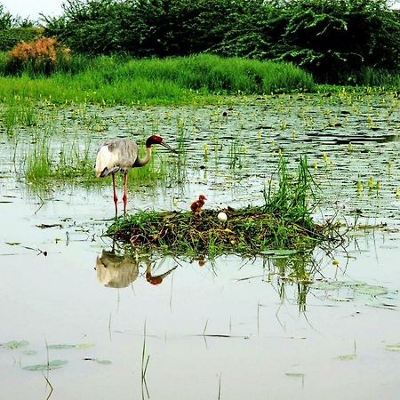 Ibishouse Farm Stay Bharatpur Eksteriør billede