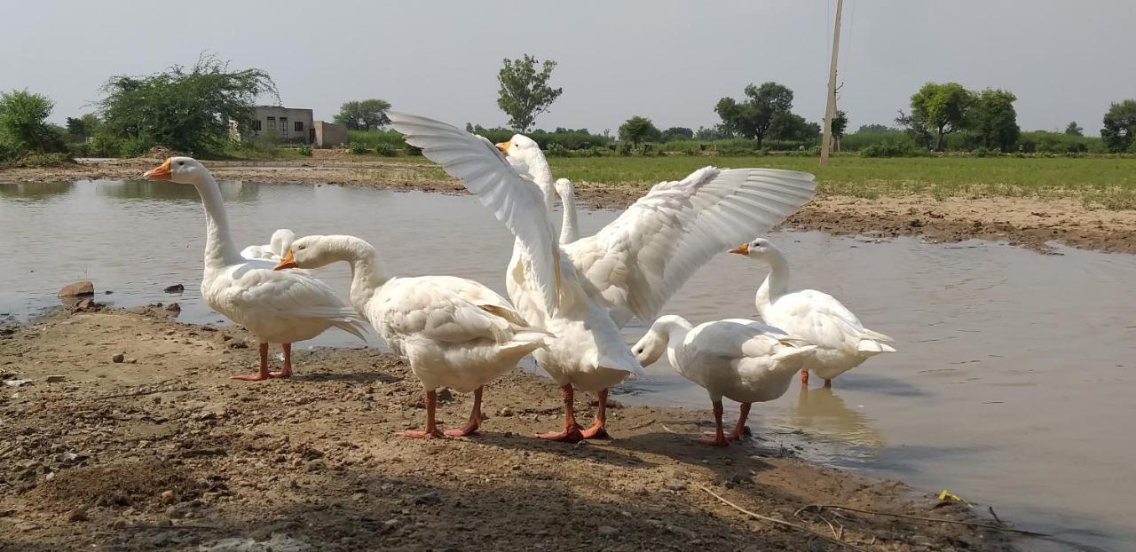 Ibishouse Farm Stay Bharatpur Eksteriør billede