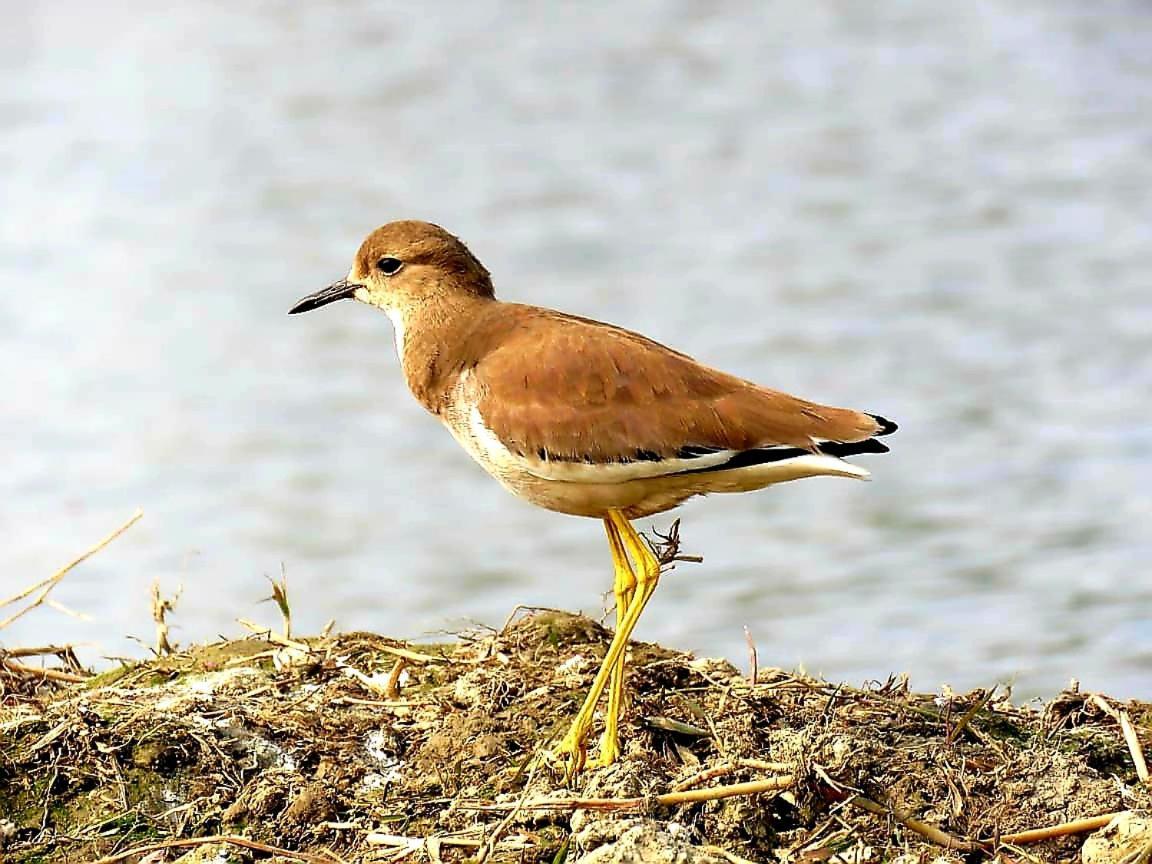 Ibishouse Farm Stay Bharatpur Eksteriør billede