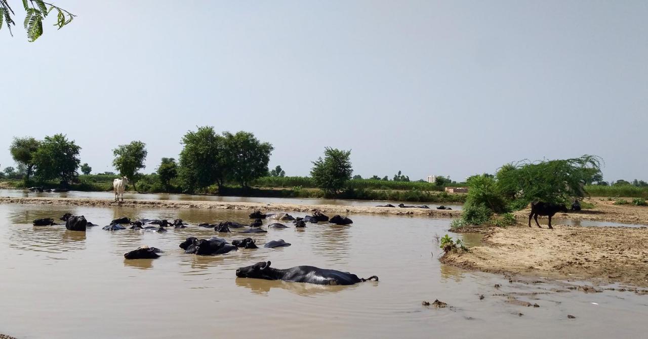 Ibishouse Farm Stay Bharatpur Eksteriør billede