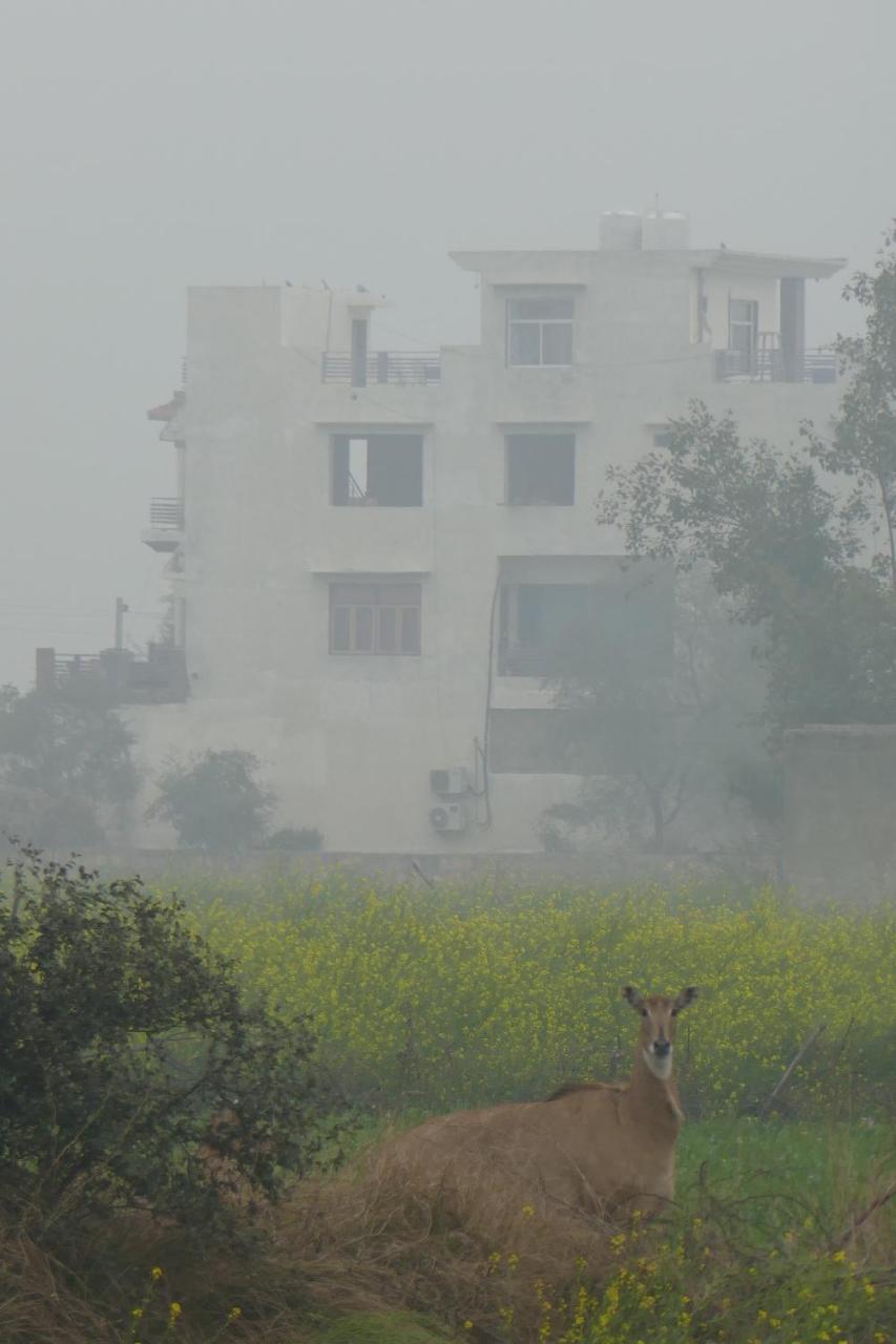 Ibishouse Farm Stay Bharatpur Eksteriør billede