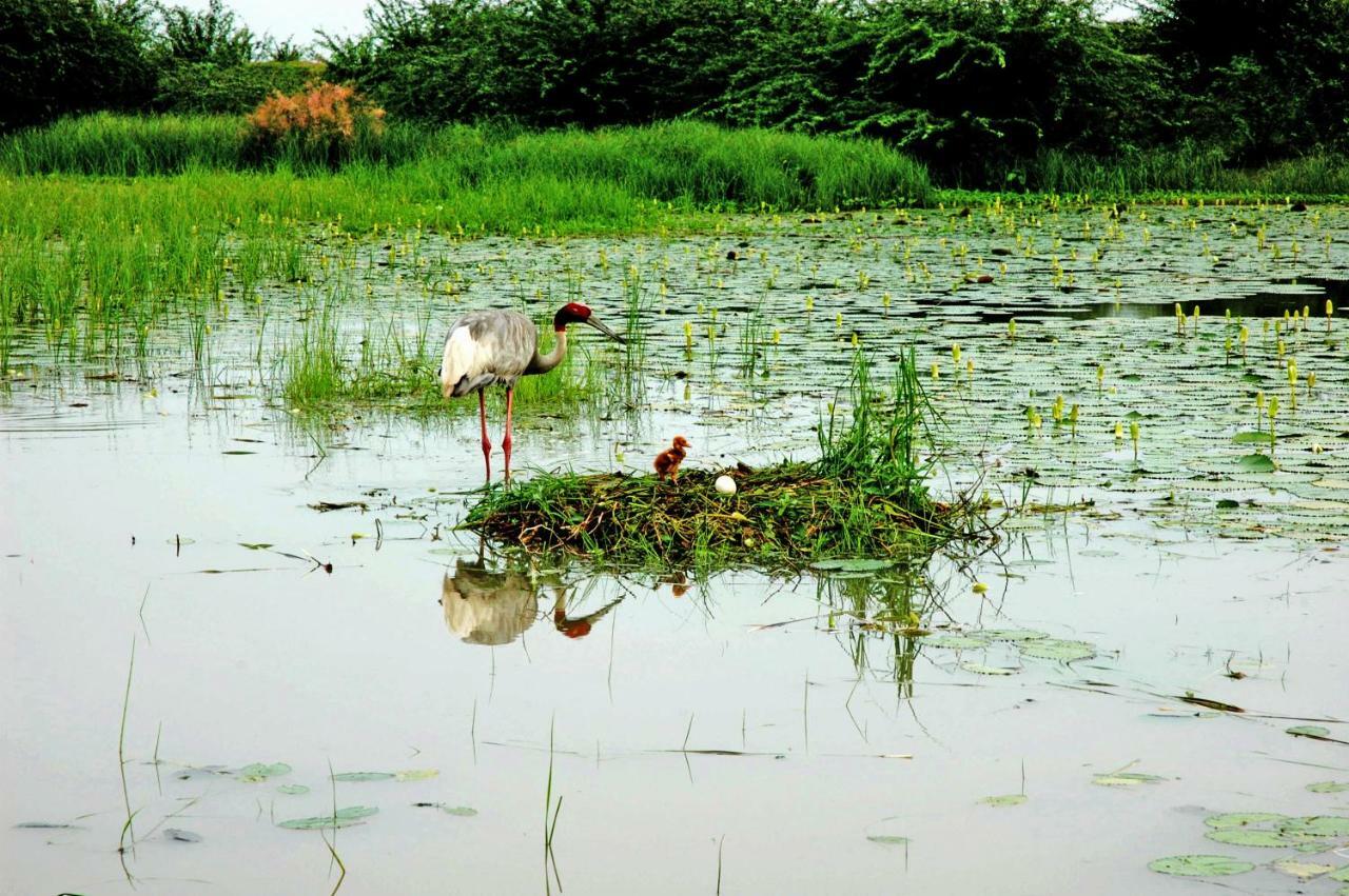 Ibishouse Farm Stay Bharatpur Eksteriør billede