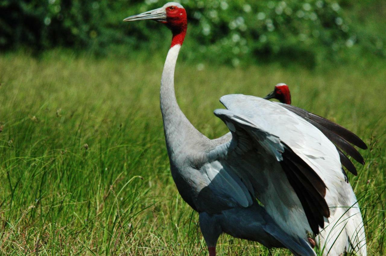 Ibishouse Farm Stay Bharatpur Eksteriør billede