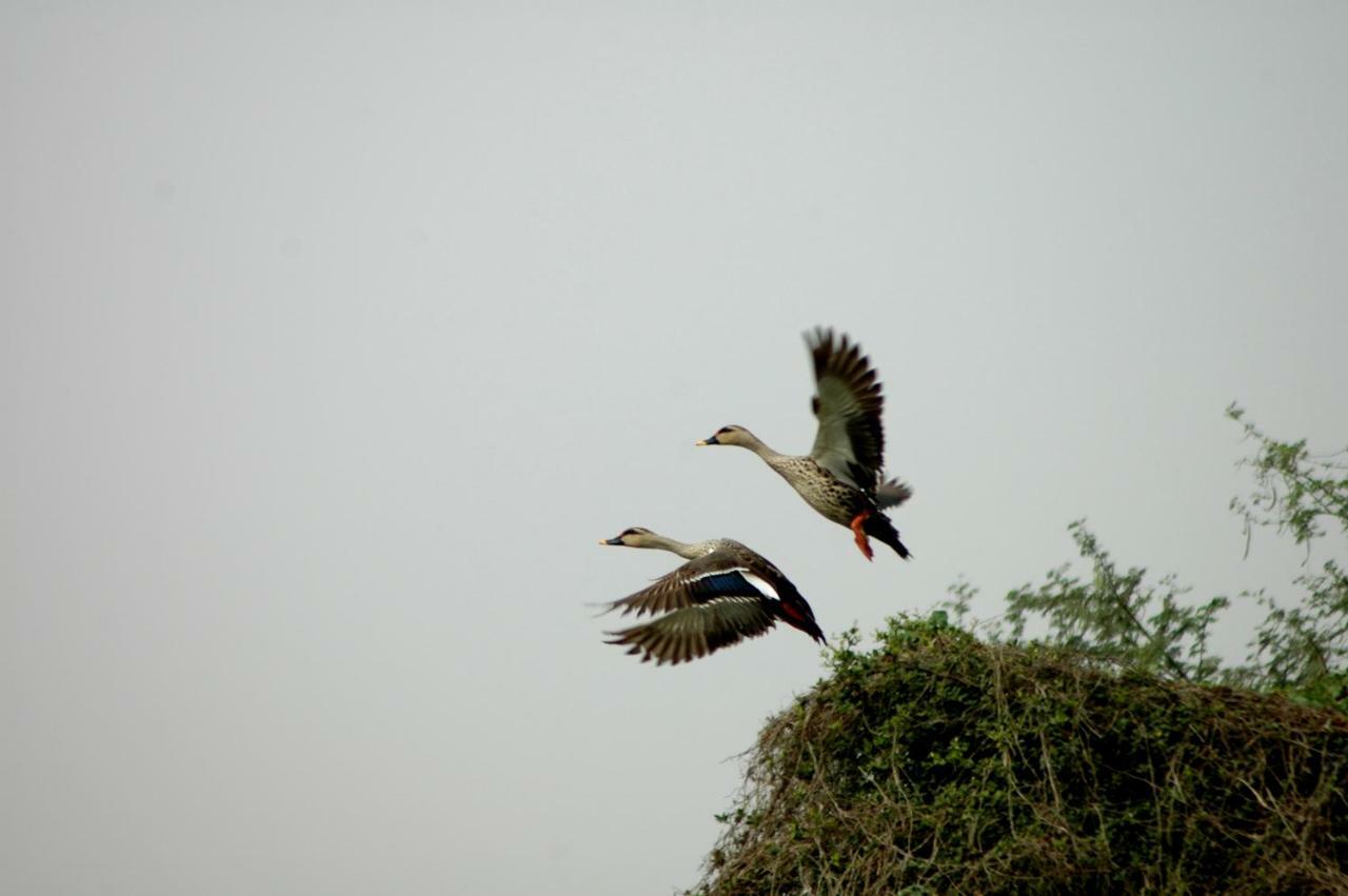 Ibishouse Farm Stay Bharatpur Eksteriør billede